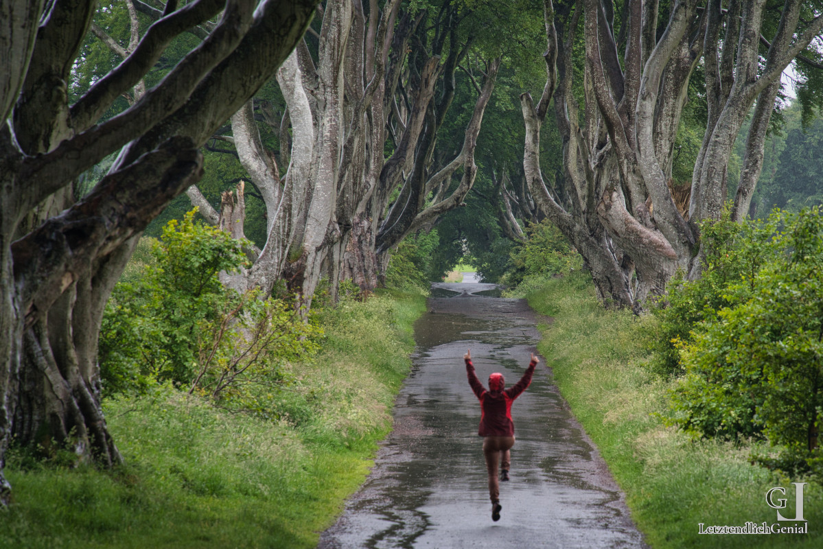 The Dark Hedges – Mystisch !!